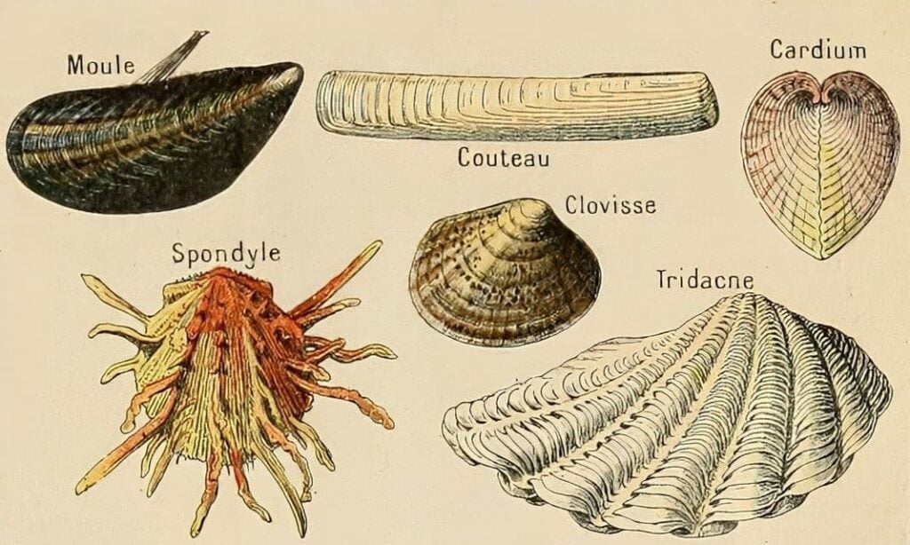 the sandpiper and the clam fight each other