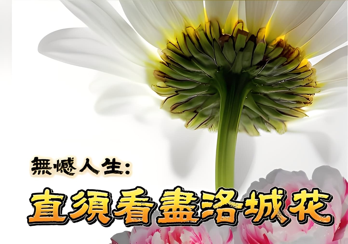 看盡繁花,活出豁達的「無憾」人生 看盡繁花,活出豁達的「無憾」人生