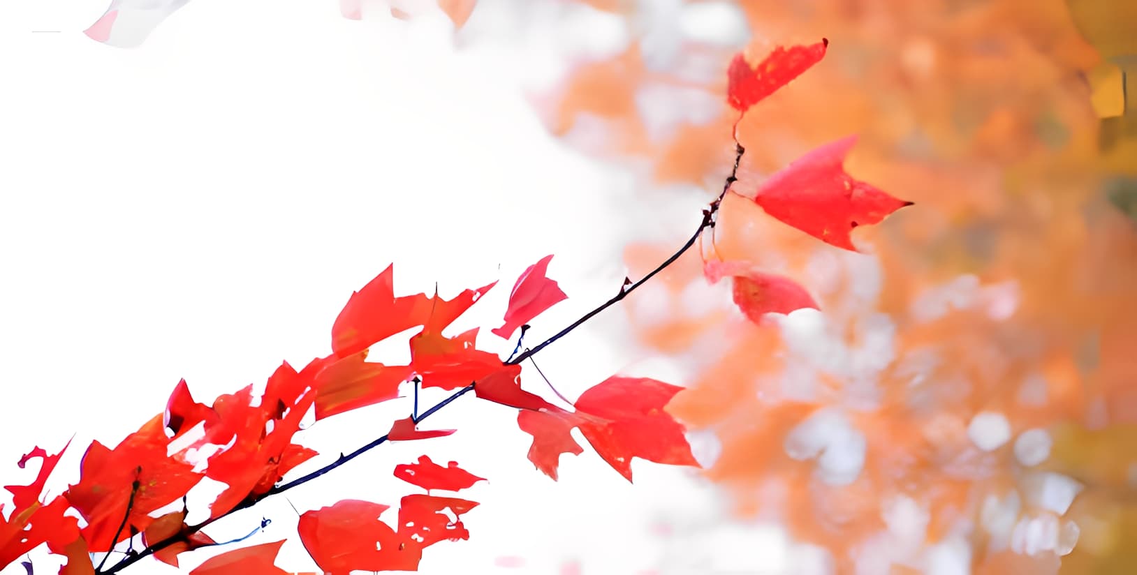 〈行香子〉——東坡教我們該如何接受老去