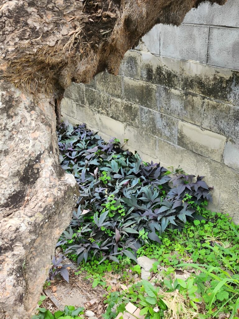 蘇軾〈超然臺記〉:有傷害,才能有超然的可能 蘇軾〈超然臺記〉:有傷害,才能有超然的可能