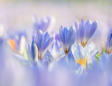 宋祁的「紅杏枝頭春意鬧」 宋祁的「紅杏枝頭春意鬧」