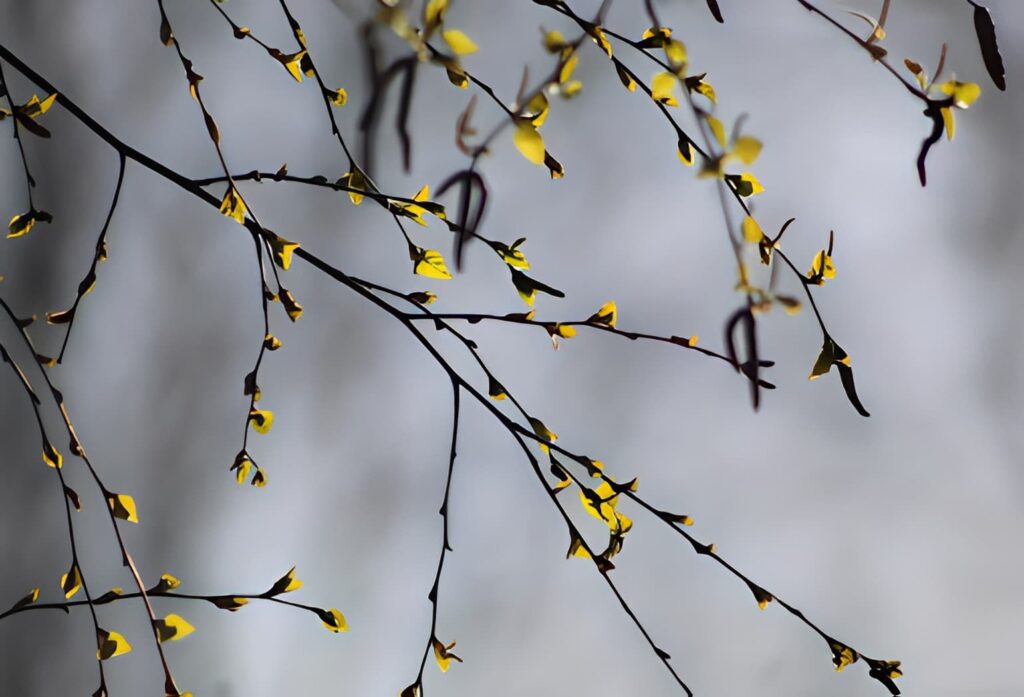 宋祁的「紅杏枝頭春意鬧」 宋祁的「紅杏枝頭春意鬧」