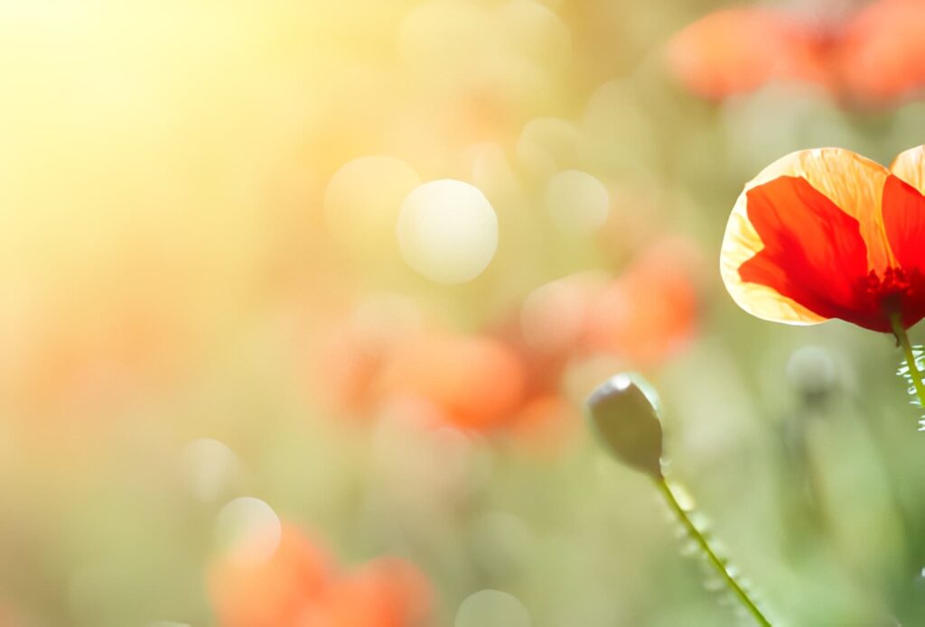 宋祁的「紅杏枝頭春意鬧」 宋祁的「紅杏枝頭春意鬧」