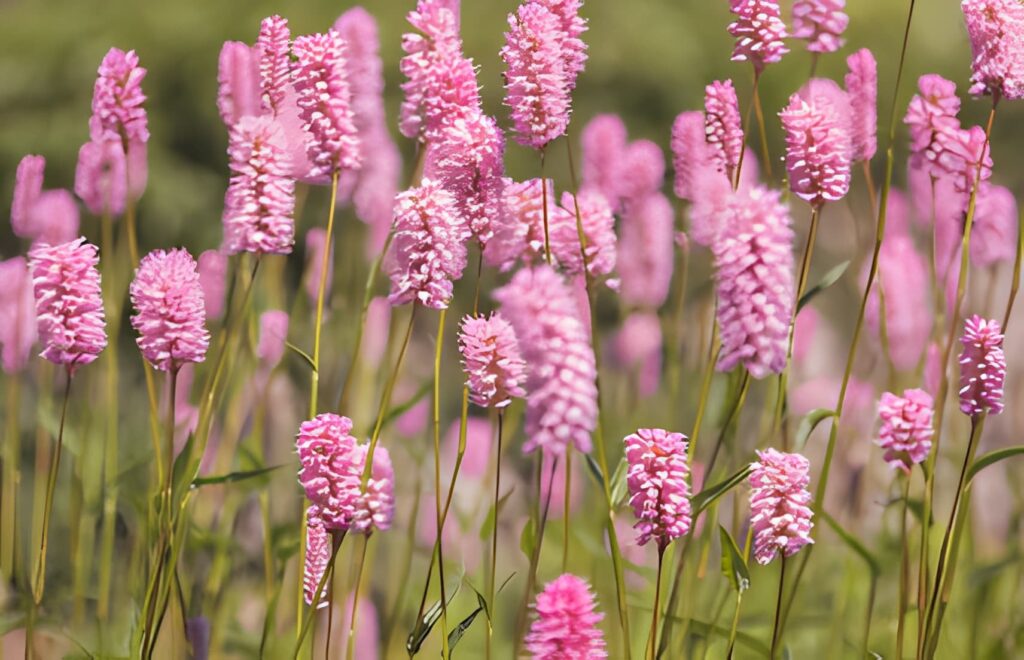 張籍〈節婦吟〉教你最高段的「拒絕」 張籍〈節婦吟〉教你最高段的「拒絕」