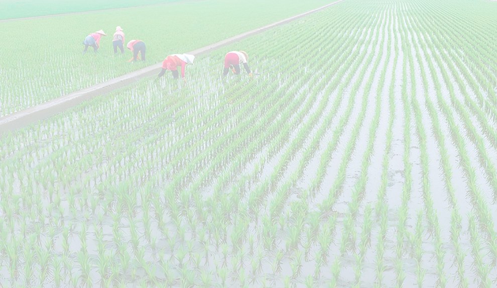 複沓在水面上——從〈江南〉回返單純的日常