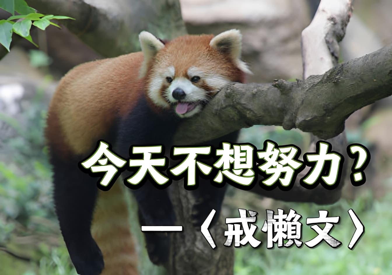 今天不想努力？先看看陳獻章的貓——〈戒懶文〉的反拖延術